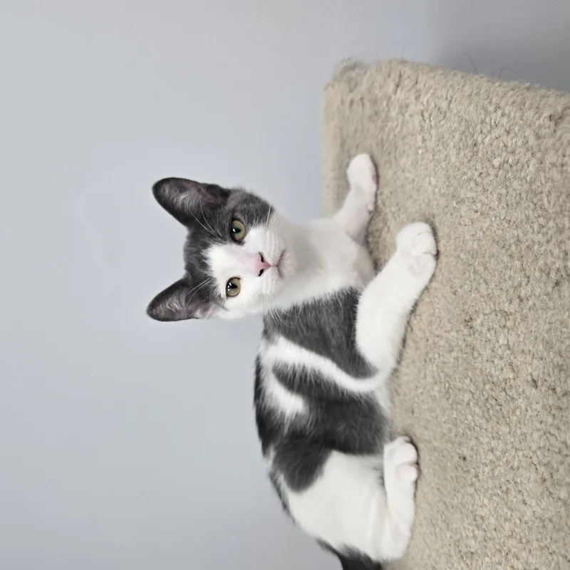 A baby medium-sized male Gray & White Domestic Short Hair cat named Kazooie for adoption in Madison, WI
