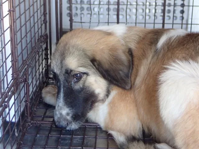 A baby small-sized male Anatolian Shepherd dog named Messer for adoption in Tucson, AZ