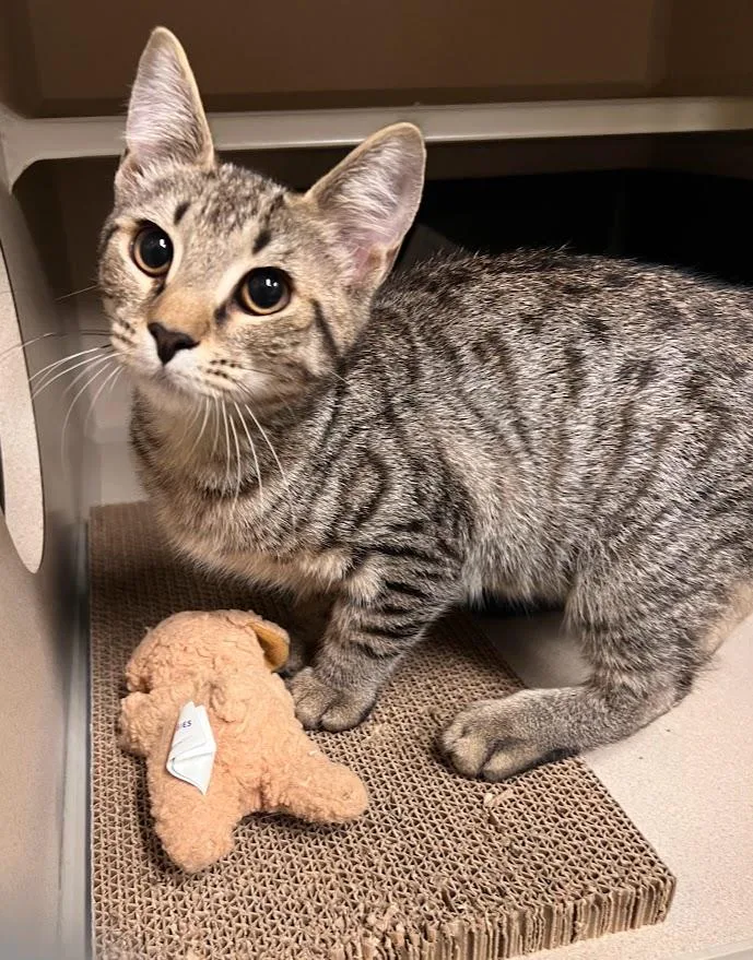 A baby medium-sized female Tabby (Buff / Tan / Fawn) Tabby cat named Stanford for adoption in New Rochelle, NY