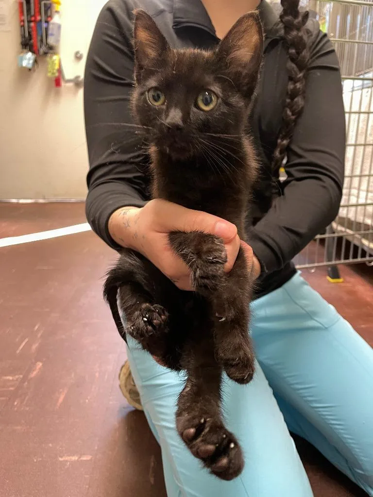 A baby medium-sized male Domestic Short Hair cat named Alpine for adoption in Chico, CA