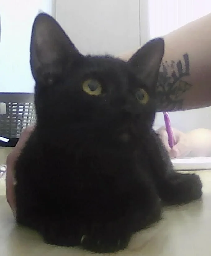 A baby medium-sized male Black Domestic Short Hair cat named Severus for adoption in Anoka, MN