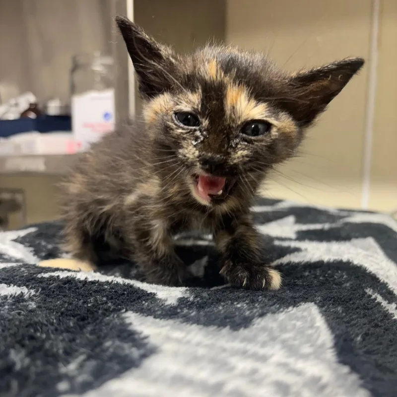A baby small-sized female Black Domestic Short Hair cat named Butterscotch for adoption in Lake Jackson, TX
