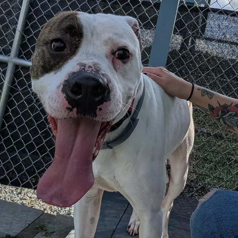 An adult medium-sized male White / Cream American Bulldog dog named Butters for adoption in East Smithfield , PA