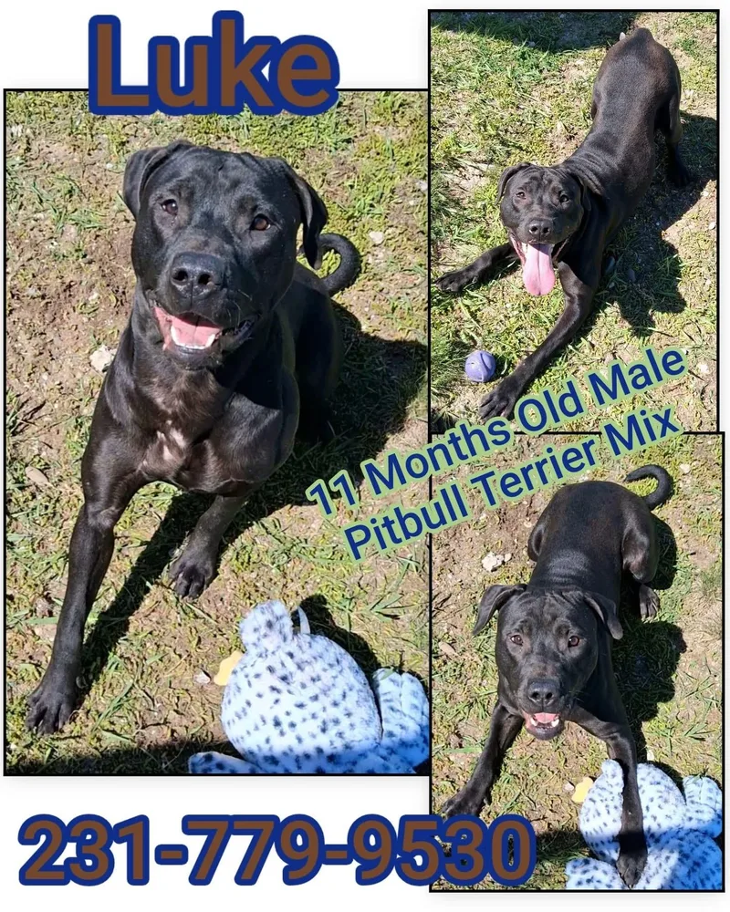 A baby medium-sized male Pit Bull Terrier dog named Luke for adoption in Cadillac, MI