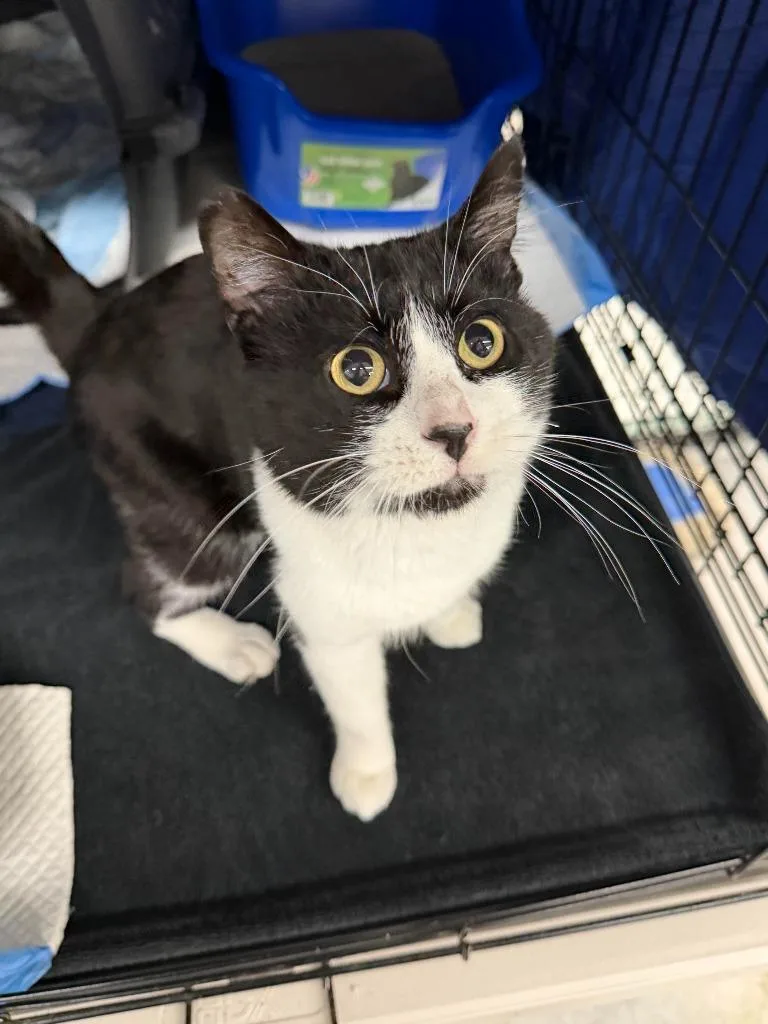 An adult medium-sized male Domestic Medium Hair cat named Tibbs for adoption in Minneapolis, MN