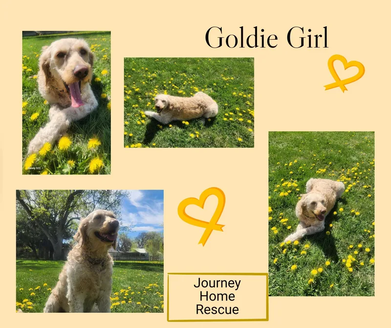 An adult medium-sized female Golden Goldendoodle dog named Goldie Girl for adoption in East Wenatchee, WA