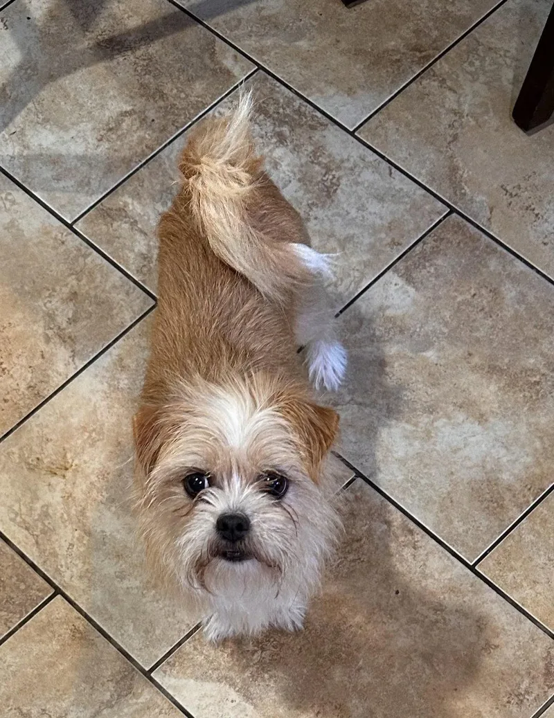 A young small-sized female Terrier dog named Trevi for adoption in Morganville, NJ