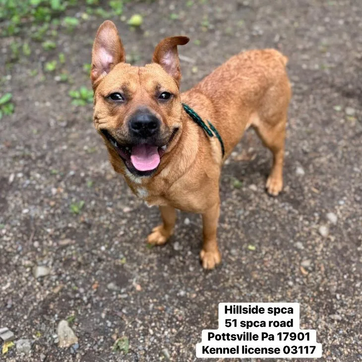 An adult medium-sized female Shepherd dog named Philly for adoption in Pottsville, PA