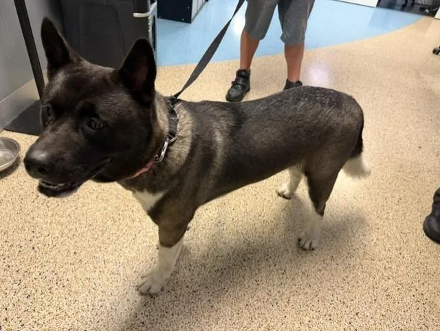 An adult large-sized female Akita dog named Nana for adoption in Miami, FL