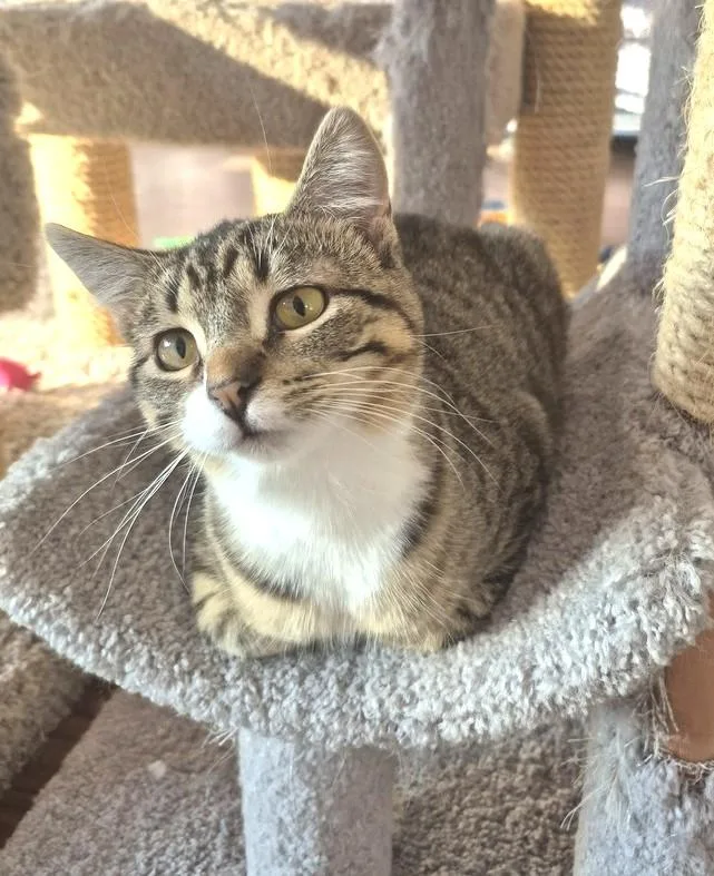 Athena