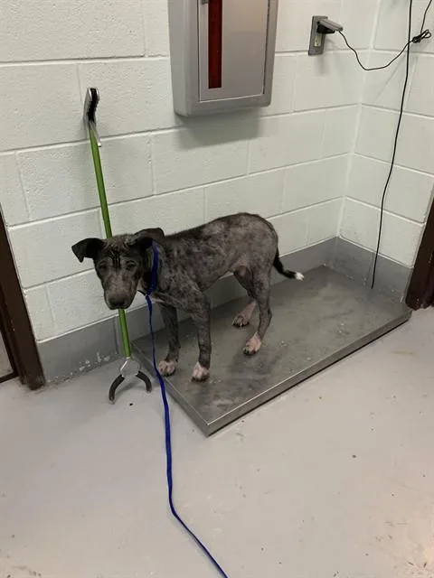 A young medium-sized male Labrador Retriever dog named Chico for adoption in Corpus Christi, TX