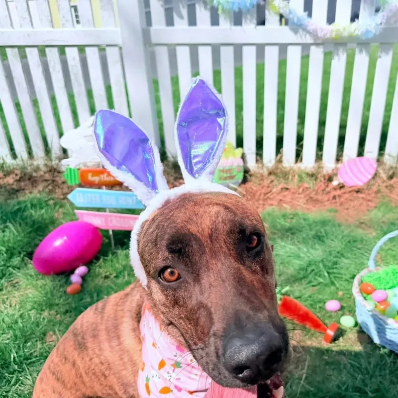 An adult large-sized male Brindle Great Dane dog named Dallas for adoption in Harrisonburg, VA