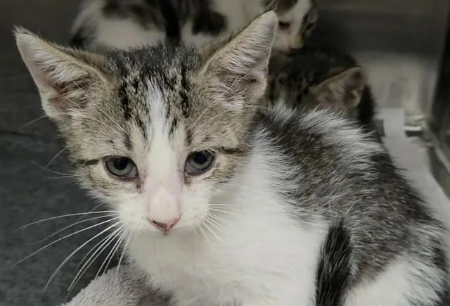 A baby small-sized male Domestic Short Hair cat named Cole for adoption in Fort Lauderdale, FL
