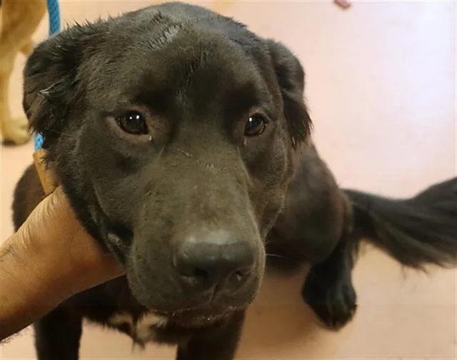 A young large-sized female Mixed Breed dog named Kit for adoption in Columbia, SC