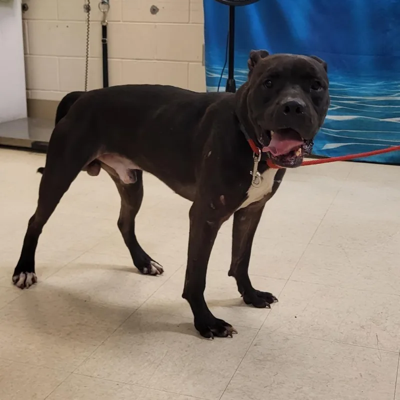 An adult medium-sized male Black Mixed Breed dog named Bodee for adoption in Lake Panasoffkee, FL
