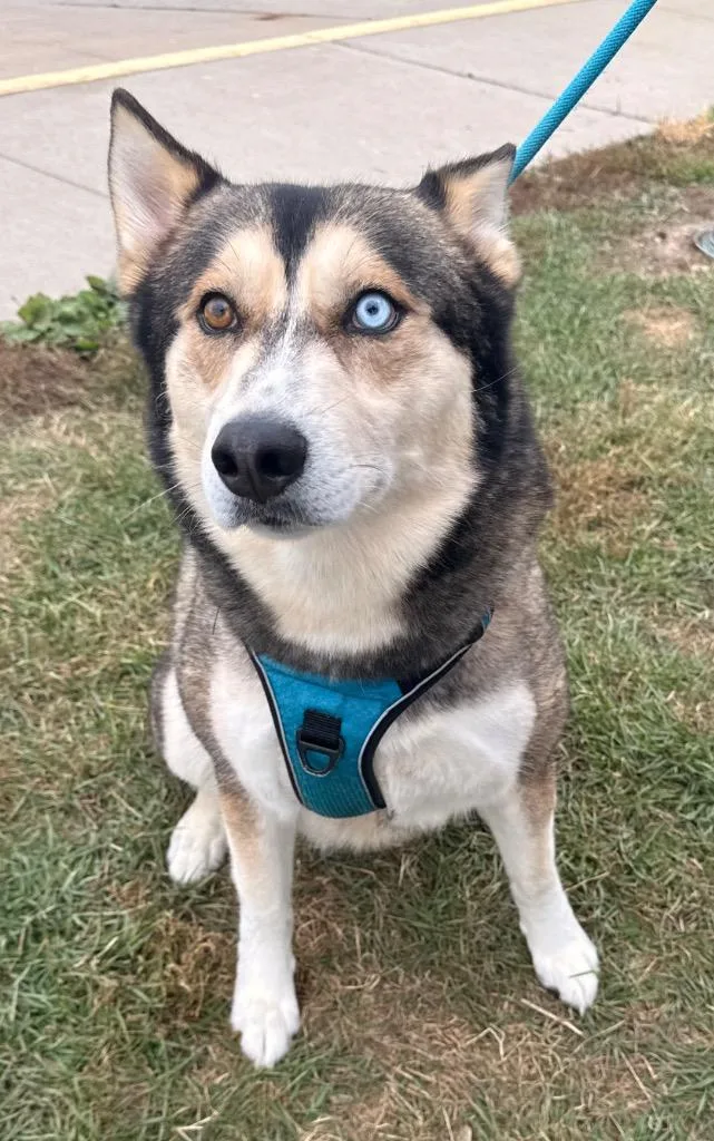 A young medium-sized male Husky dog named Koda for adoption in Defiance, OH