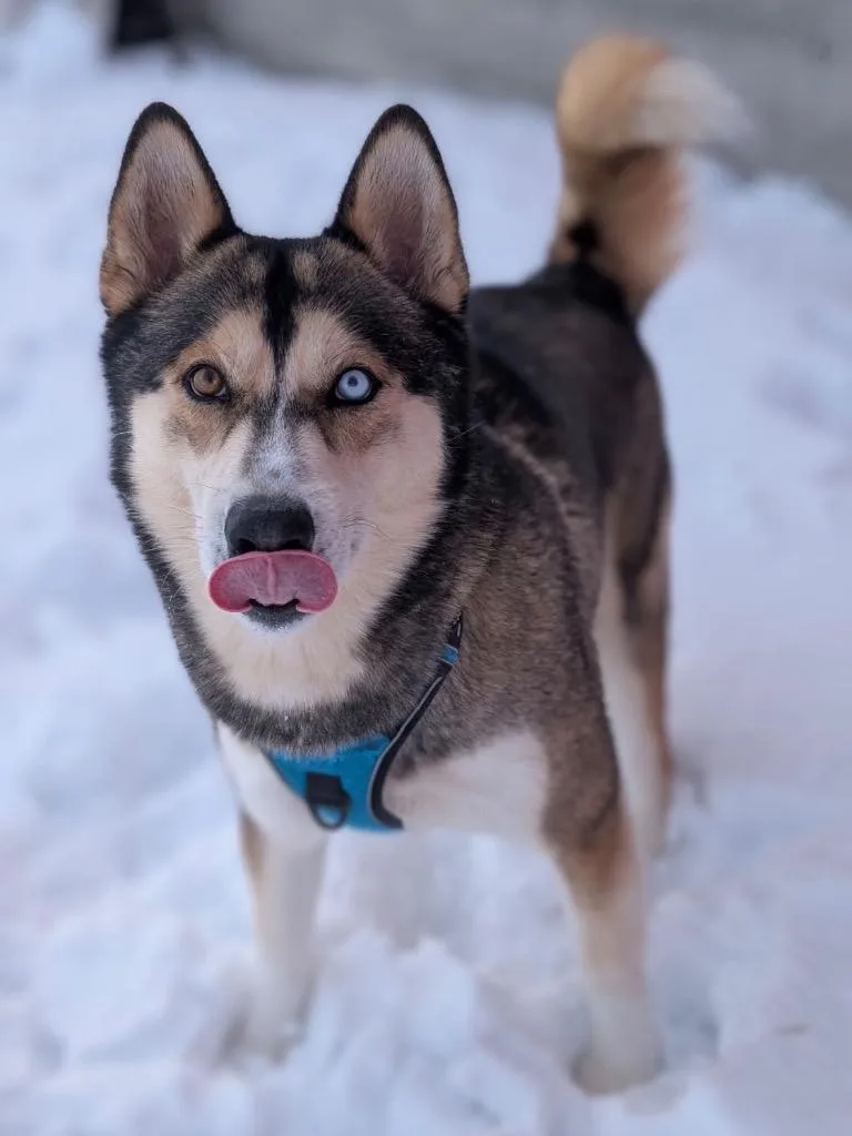 Koda thumbnail 3
