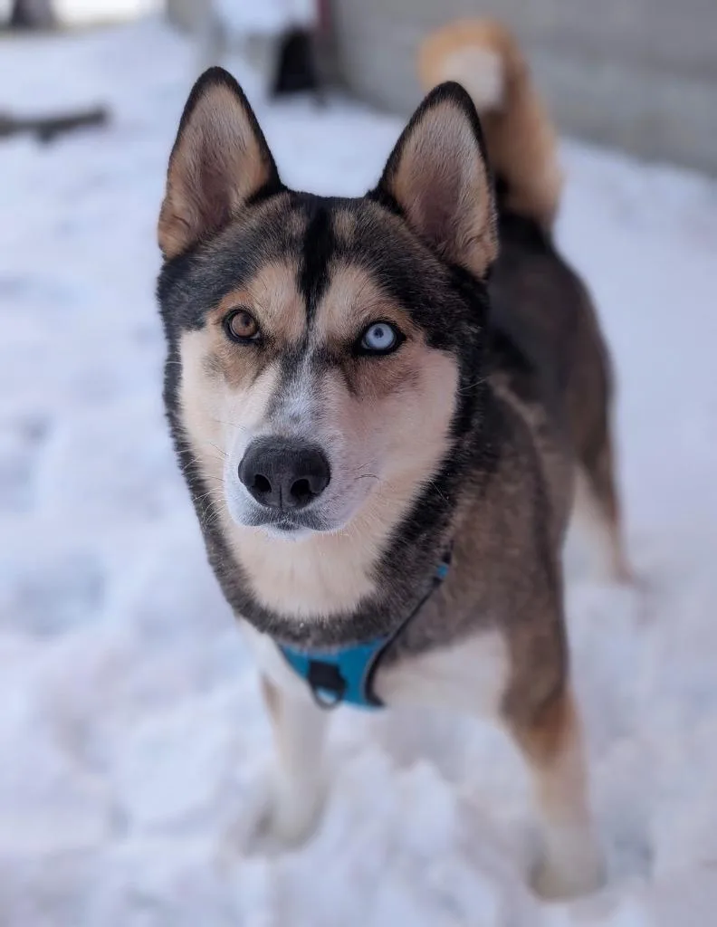 Koda thumbnail 4