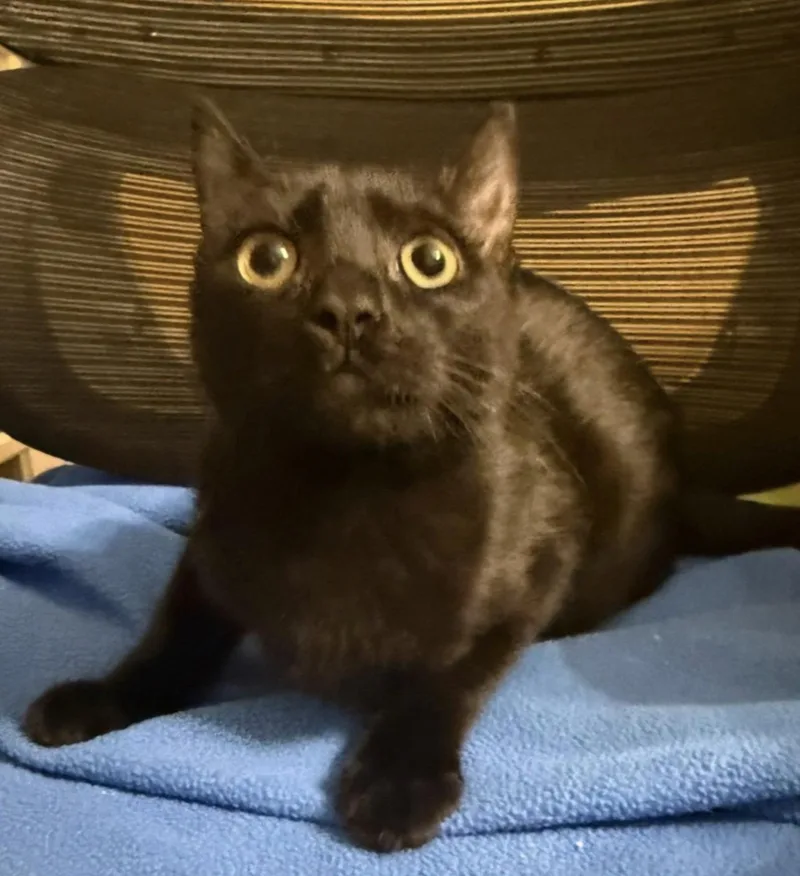 A young medium-sized female Black Tuxedo cat named Jewel Purrcious for adoption in Frisco, TX