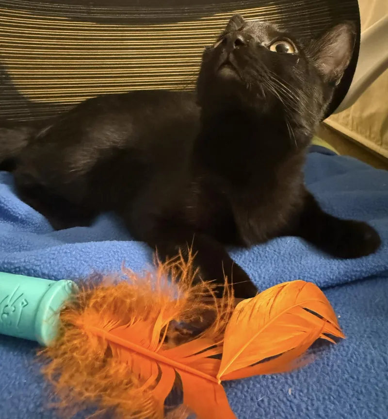 Jewel Purrcious thumbnail 2