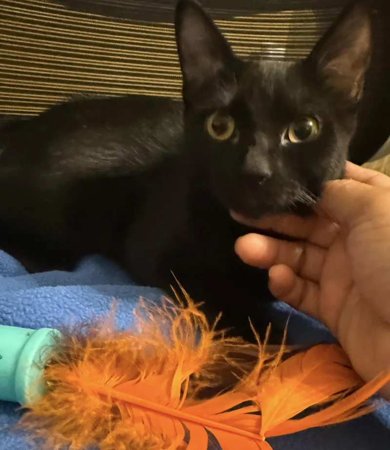Jewel Purrcious thumbnail 3