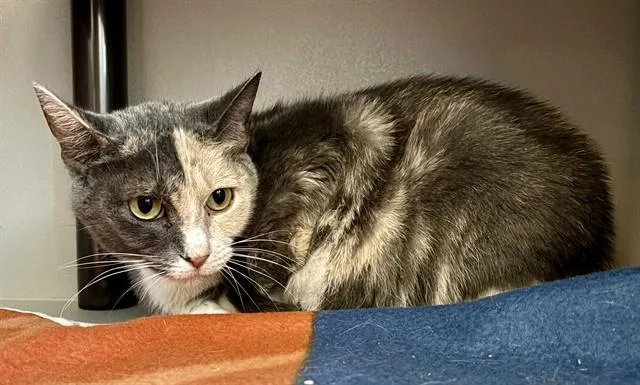 A young medium-sized female Domestic Short Hair cat named Clarice for adoption in Kalamazoo, MI