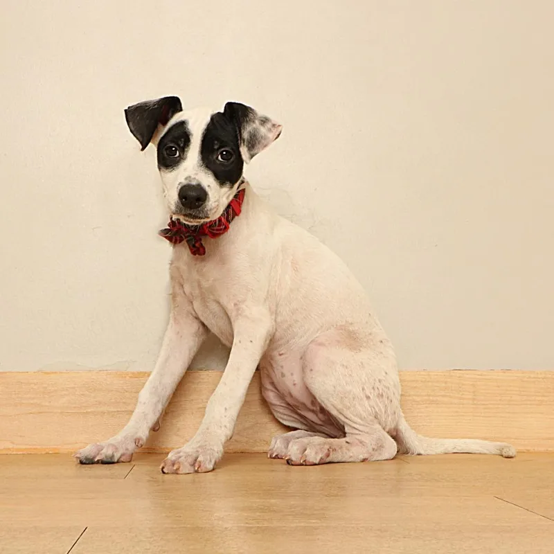 A baby medium-sized female Pit Bull Terrier dog named Michi D for adoption in Minnetonka, MN