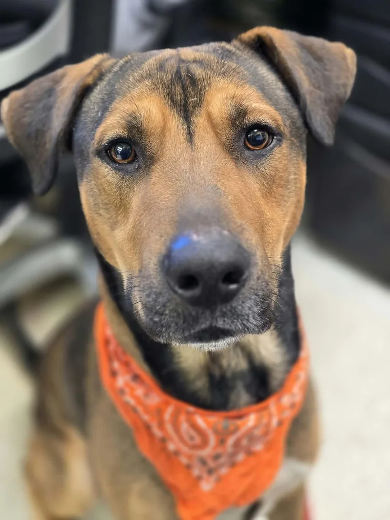 An adult large-sized male Shepherd dog named Randy for adoption in Grants Pass, OR