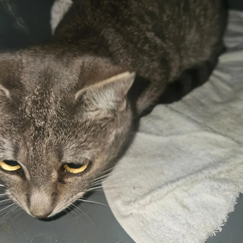 Maude