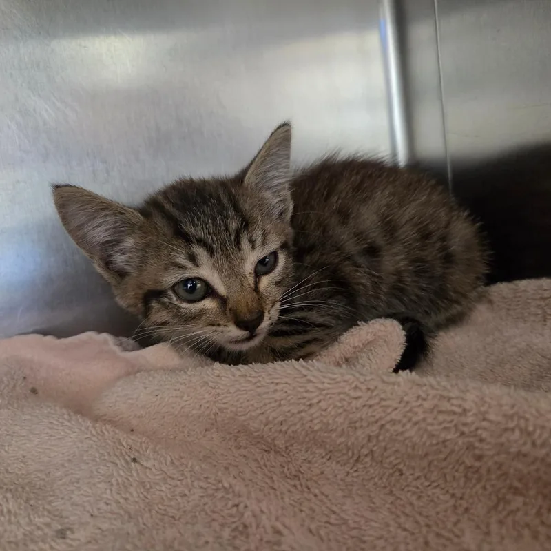 A baby small-sized female Brown / Chocolate Domestic Short Hair cat named Giselle for adoption in Auburn, AL
