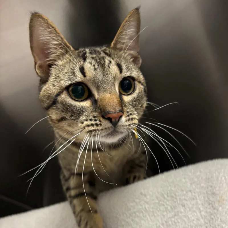 A young small-sized male Brown / Chocolate Domestic Short Hair cat named Watermelon for adoption in Springfield, MA