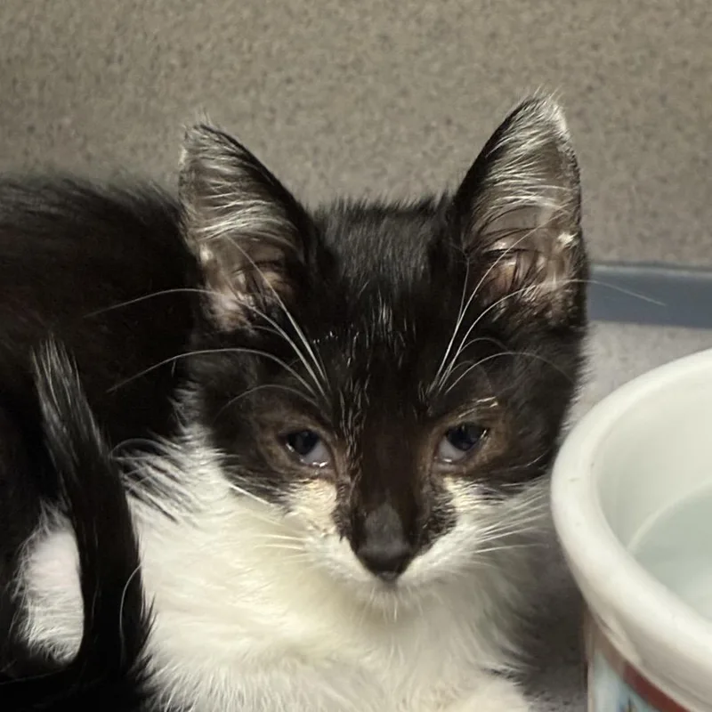 A baby small-sized female Smoke Domestic Short Hair cat named Frances for adoption in Santa Barbara, CA