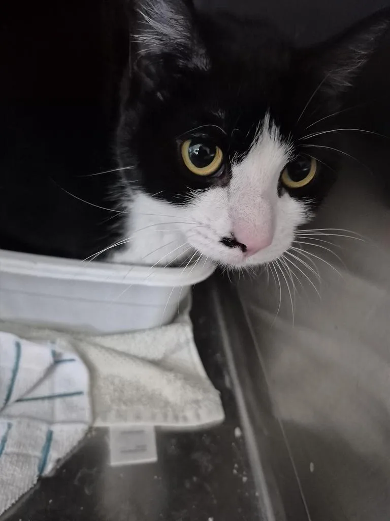 A young medium-sized female Domestic Short Hair cat named Lilith for adoption in Pahrump, NV