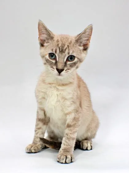 A baby small-sized female Siamese cat named Sunny for adoption in Morton Grove, IL