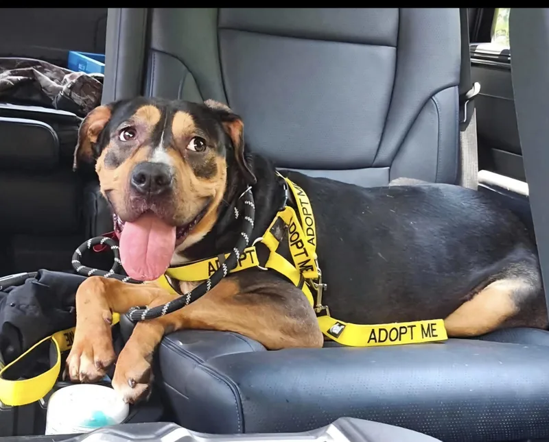 A young large-sized female Hound dog named Koko for adoption in Roswell, GA