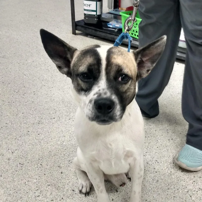 An adult medium-sized male Black Mixed Breed dog named Floki for adoption in Jacksonville, FL