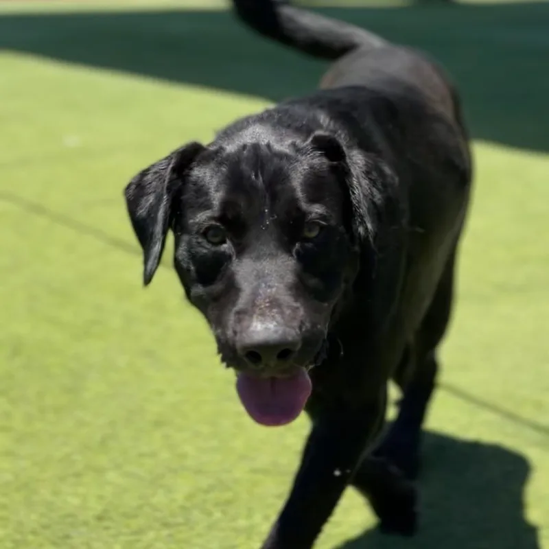 An adult medium-sized male Brown / Chocolate Labrador Retriever dog named Hobart A for adoption in Mission Hills, CA