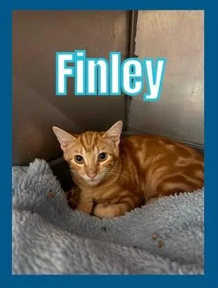 A baby small-sized male Domestic Short Hair cat named Finley for adoption in Bossier City, LA