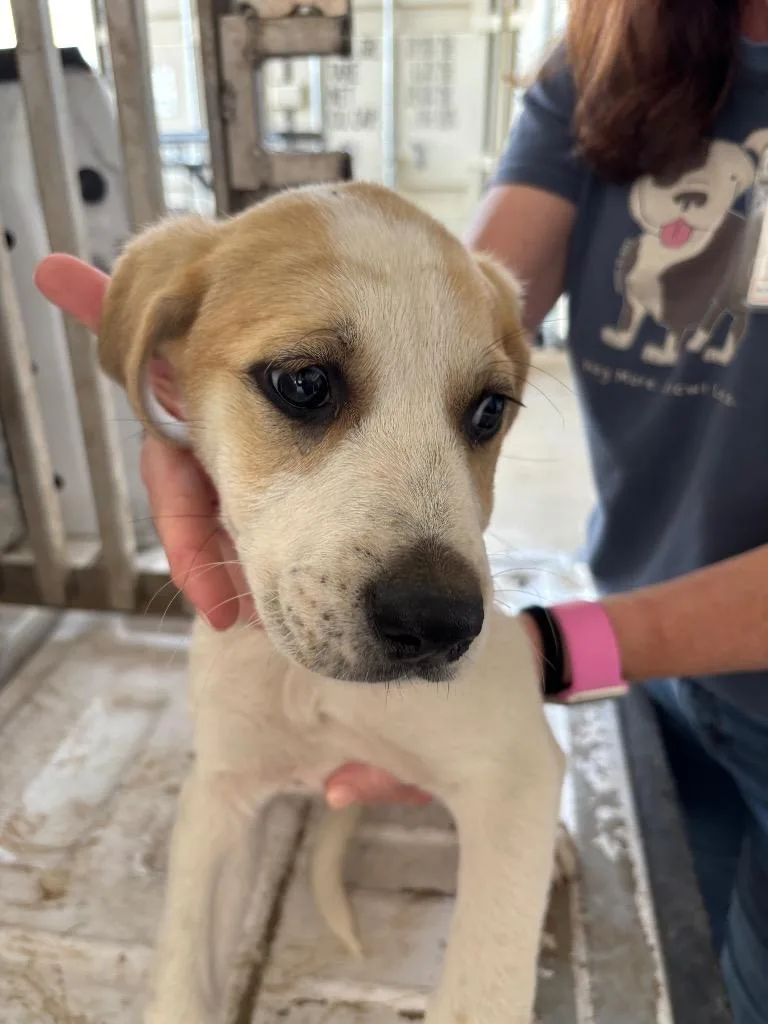 A baby small-sized female Cattle Dog dog named Mimi for adoption in Belton, TX