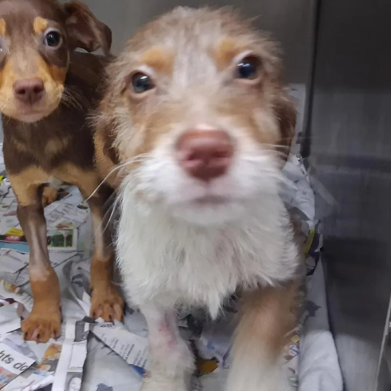 A baby small-sized male Brown / Chocolate Terrier dog named Cipher for adoption in Wappingers Falls, NY