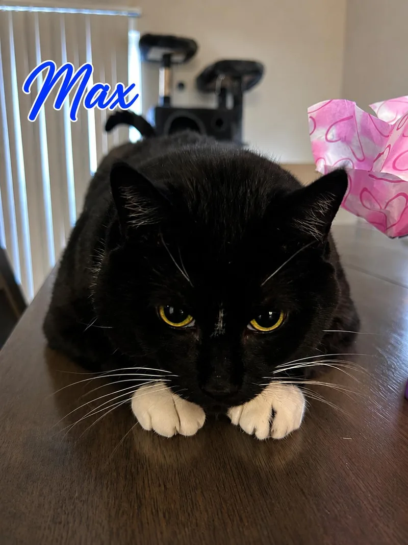 A young medium-sized male Tuxedo cat named Max for adoption in Seal Beach, CA