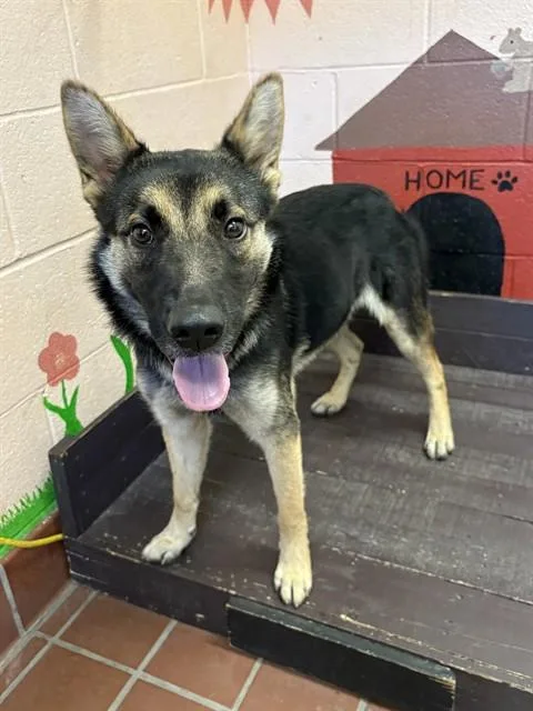 A young medium-sized male German Shepherd Dog dog named Jasper for adoption in Castaic, CA