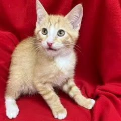 A baby medium-sized male Tabby (Orange / Red) Domestic Short Hair cat named Frank for adoption in Green Valley, AZ