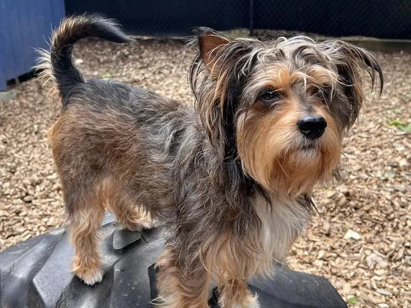 An adult small-sized male Terrier dog named Murry for adoption in Portland, OR