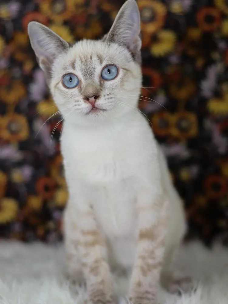 Cleo thumbnail 2