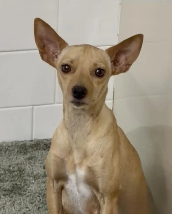 A young small-sized female Yellow / Tan / Blond / Fawn Chihuahua dog named Dora for adoption in Seale, AL
