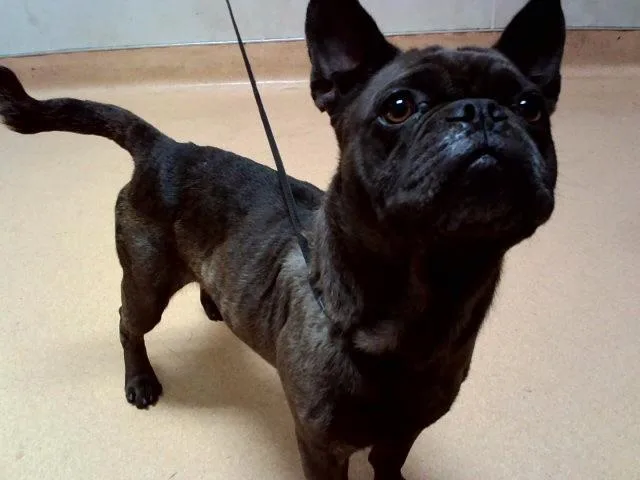 Pongo