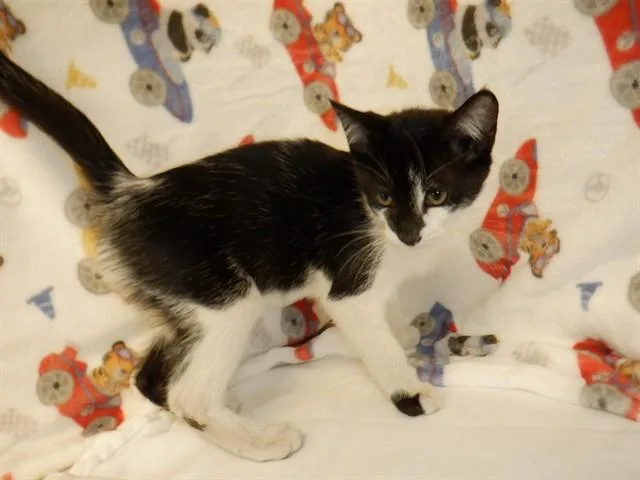 A baby small-sized male Domestic Short Hair cat named Comet for adoption in San Jose, CA