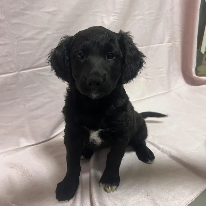 A baby medium-sized female Black Border Collie dog named Ct Hot Topic for adoption in Stormville, NY