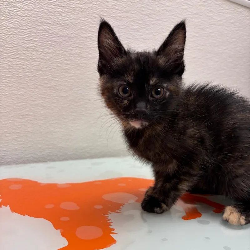 A baby small-sized female Tortoiseshell Domestic Short Hair cat named Stray Hold Willow for adoption in Albuquerque, NM